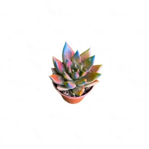 Suculenta Echeveria pintada Arcoíris M.006