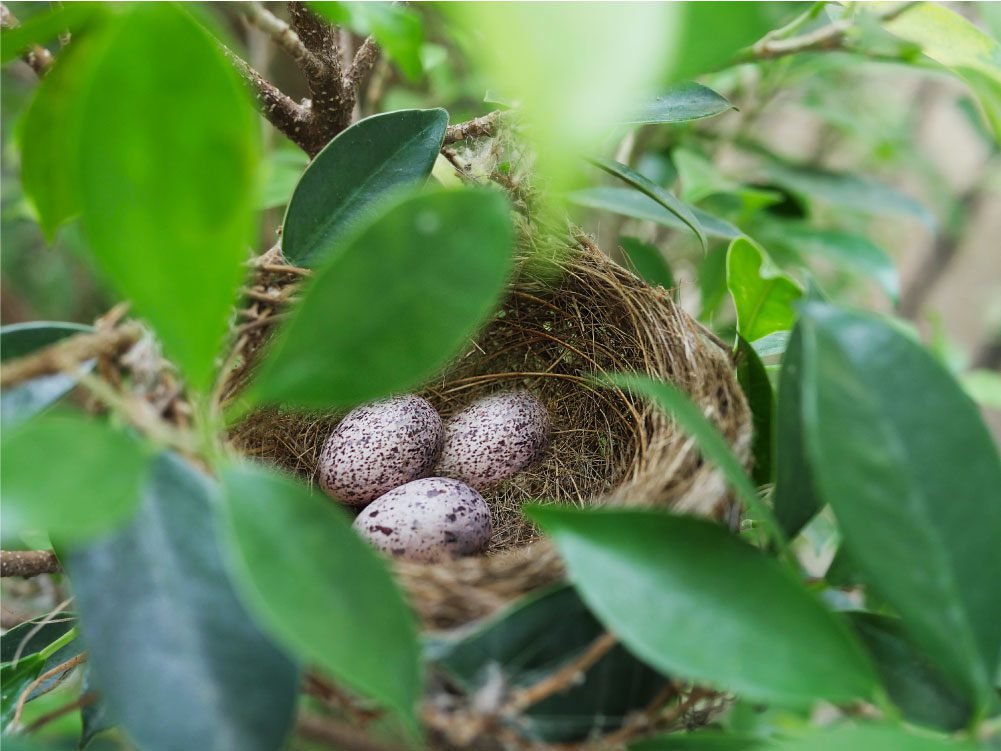 nido-de-pajaro